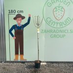 Hortenzia metlinatá (Hydrangea paniculata) ´VANILLE FRAISE´® - výška 160-170 cm, kont. C5L - NA KMIENKU